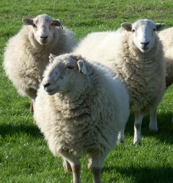 06-1a-sheep-group.JPG