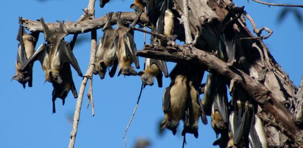 Fruit bats