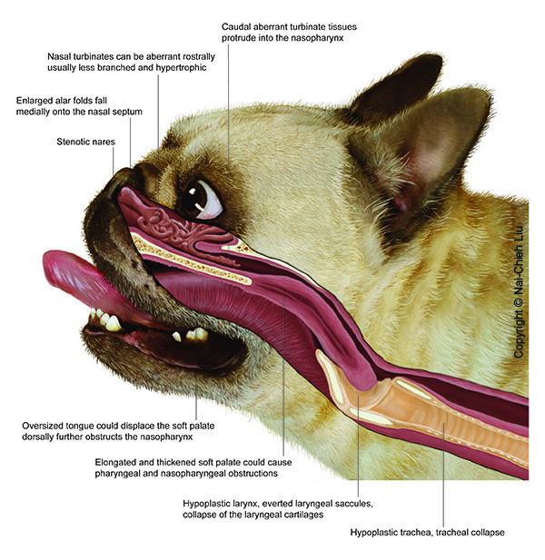 BOAS Anatomy