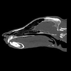 CT image of a Labrador retriever 