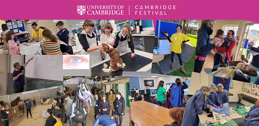 Montage photo of Cambridge Festival activity at the Vet School