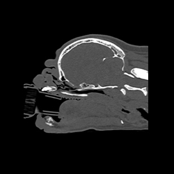 CT image of a pug