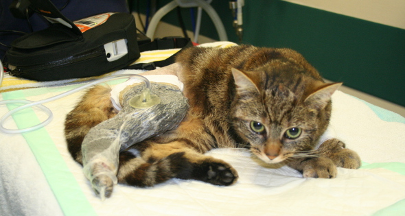 Negative pressure wound therapy applied to a severe degloving injury in a cat