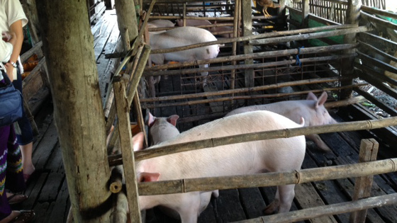 Increasing demand for pig meat in Myanmar leads to diverse emerging pig production systems. Better understanding of the risks posed by each for human health, animal health and productivity could improve human safety and farmers' livelihoods.