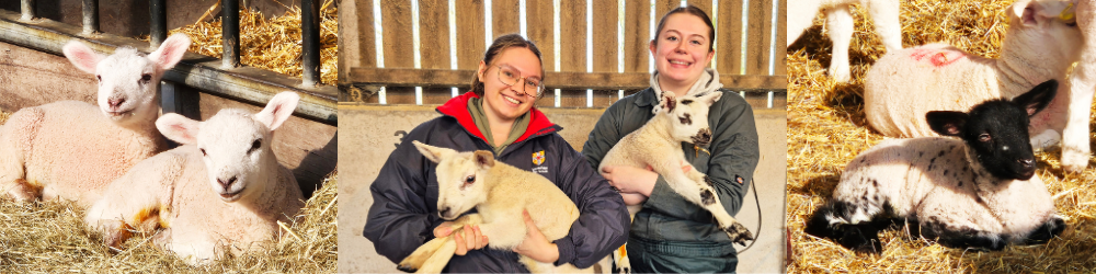 Pictures of vet students and lambs