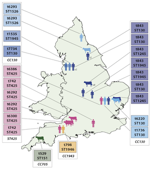 Location of original human and bovine mecC MRSA isolates