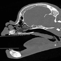 Relatively normal soft palate of the French bulldog 