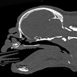 CT image of a pug after LATE surgery