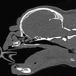 CT image of a pug before LATE surgery