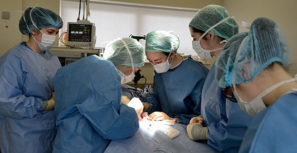 SCTS Small Animal Surgery | Department of Veterinary Medicine