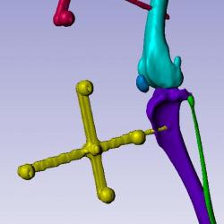 3D model of the hind limb of the dog. Real-time tracking of bone and joint motion underpins our work in joint biomechanics.