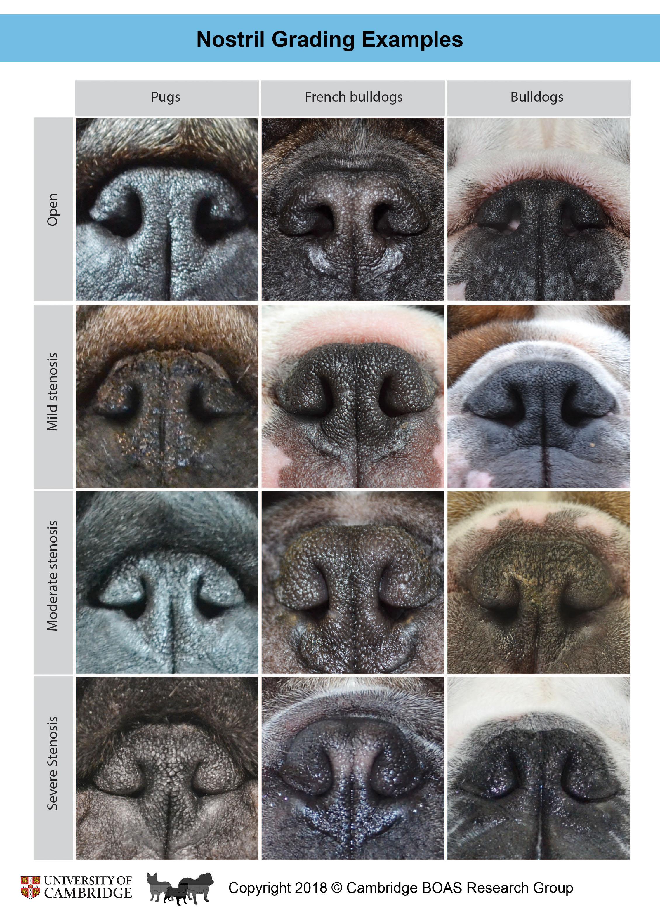 Nostril_Grading_Examples.jpg