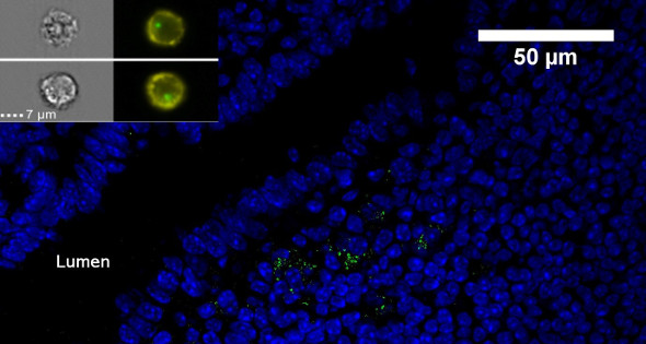 Imaging nanominerals