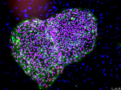 Human stem cells