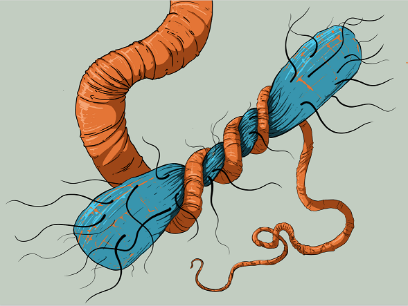 Artwork showing worm art to accompany the text