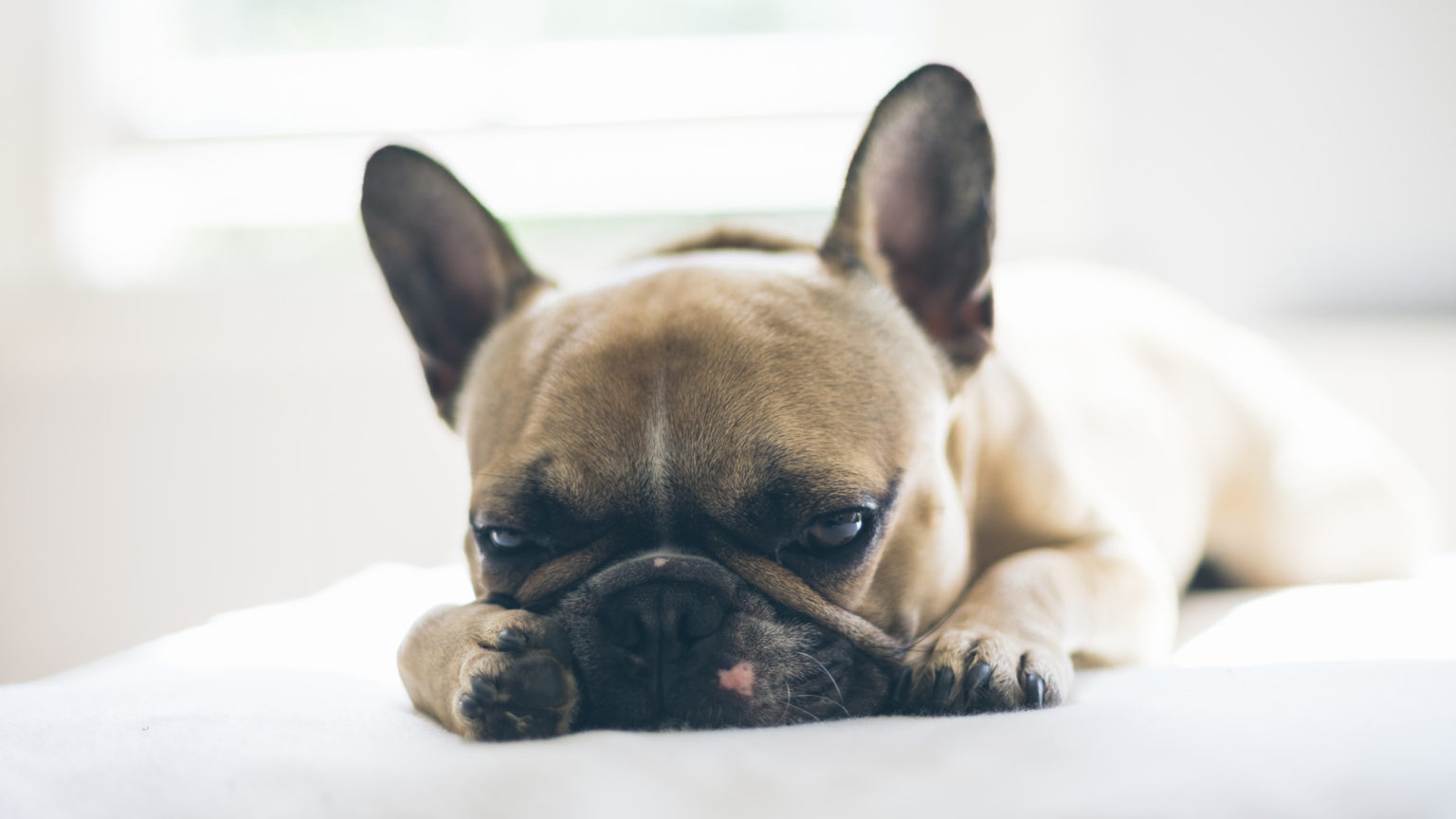 French bulldog (credit: Neil Cooper)