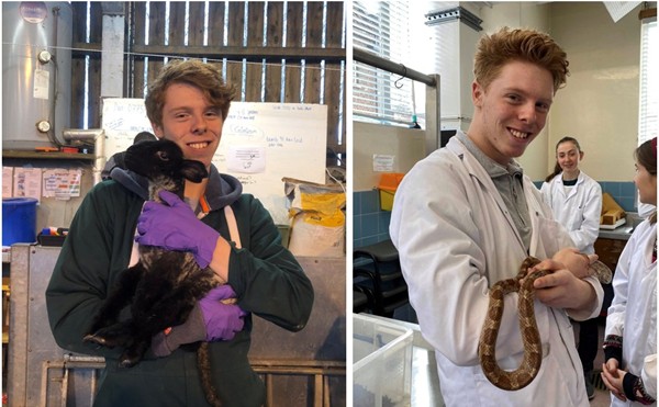 The animal handling opportunities at Cambridge vet school start from week 1 of first year. They encompass all the major species, plus a few bonuses, such as reptiles and amphibians!