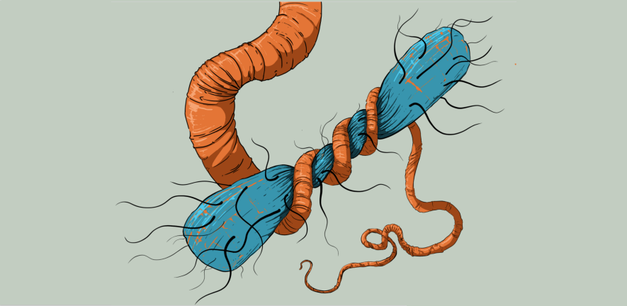 Artwork showing worm art to accompany the text