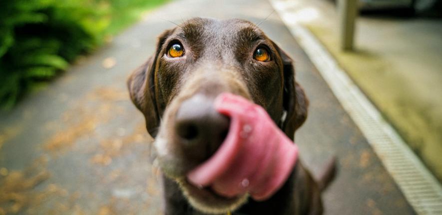 Labrador liking lips