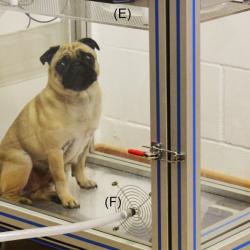 David Sargan discusses Brachycephalic dogs on the Today programme 