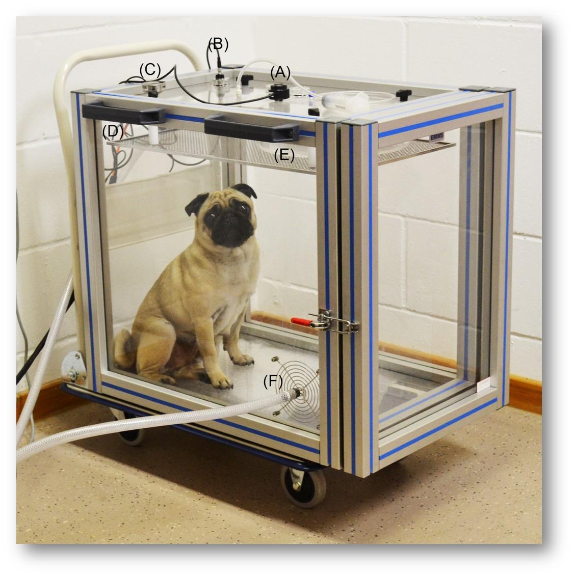 A pug about to have its respiratory function tested. David Sargan discusses Brachycephalic dogs on the Today programme