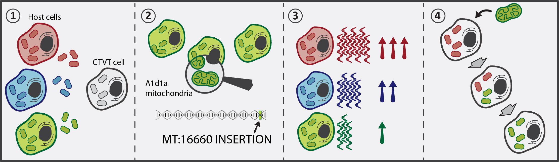 Selfish mitochondria in a canine transmissible cancer