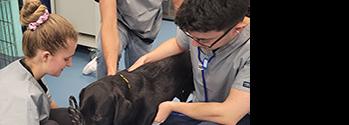 Veterinary medicine image