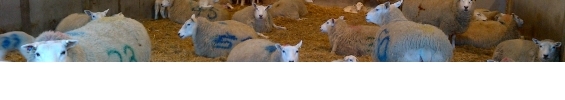 00-2-sheep.jpg