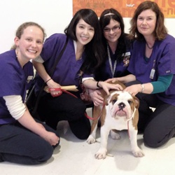 2014 Crufts Dog Show. Talked to lots of brachycephalic dog owners about our study