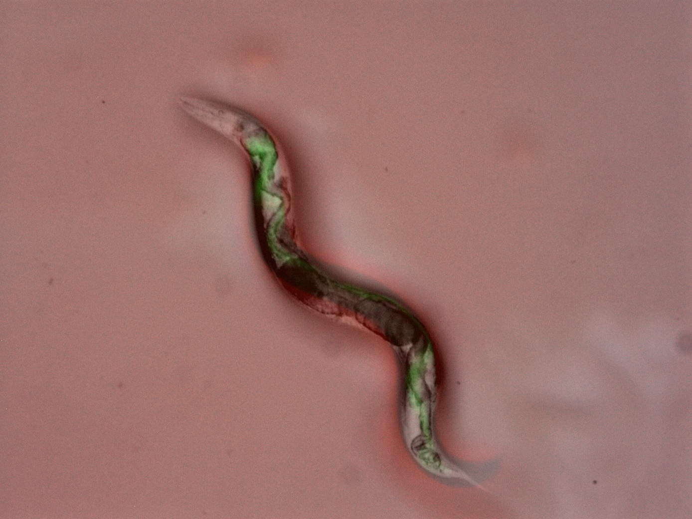 Fig. 1. Adult worm colonised with green-tagged S. enterica.