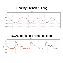 WBBP trace samples of a healthy and a BOAS-affected French bulldog