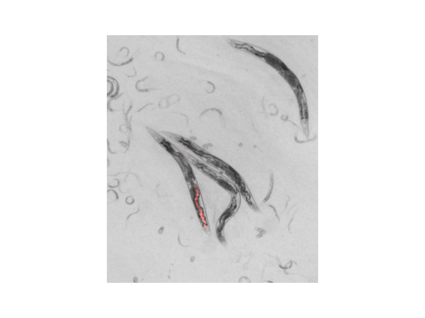 Adult worms colonised by red-tagged S. enterica
