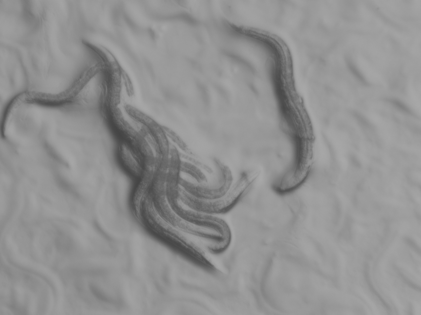 Fig. 1. Worms feeding on E. coli OP50.