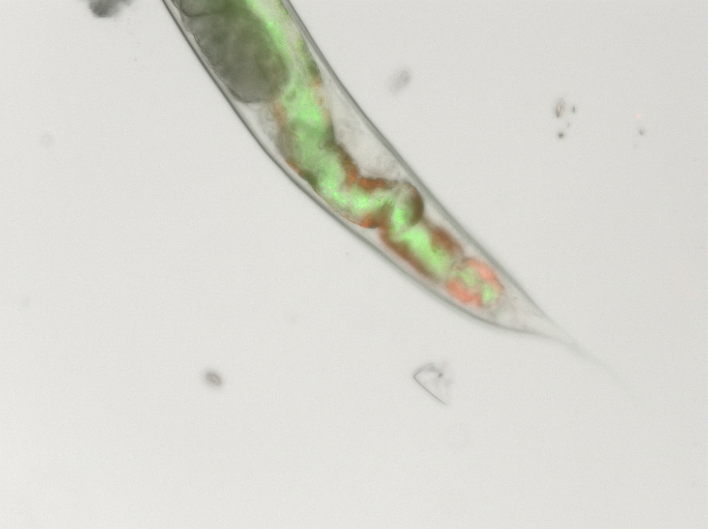 Fig. 2. Back of adult worm colonised with green-tagged S. enterica.