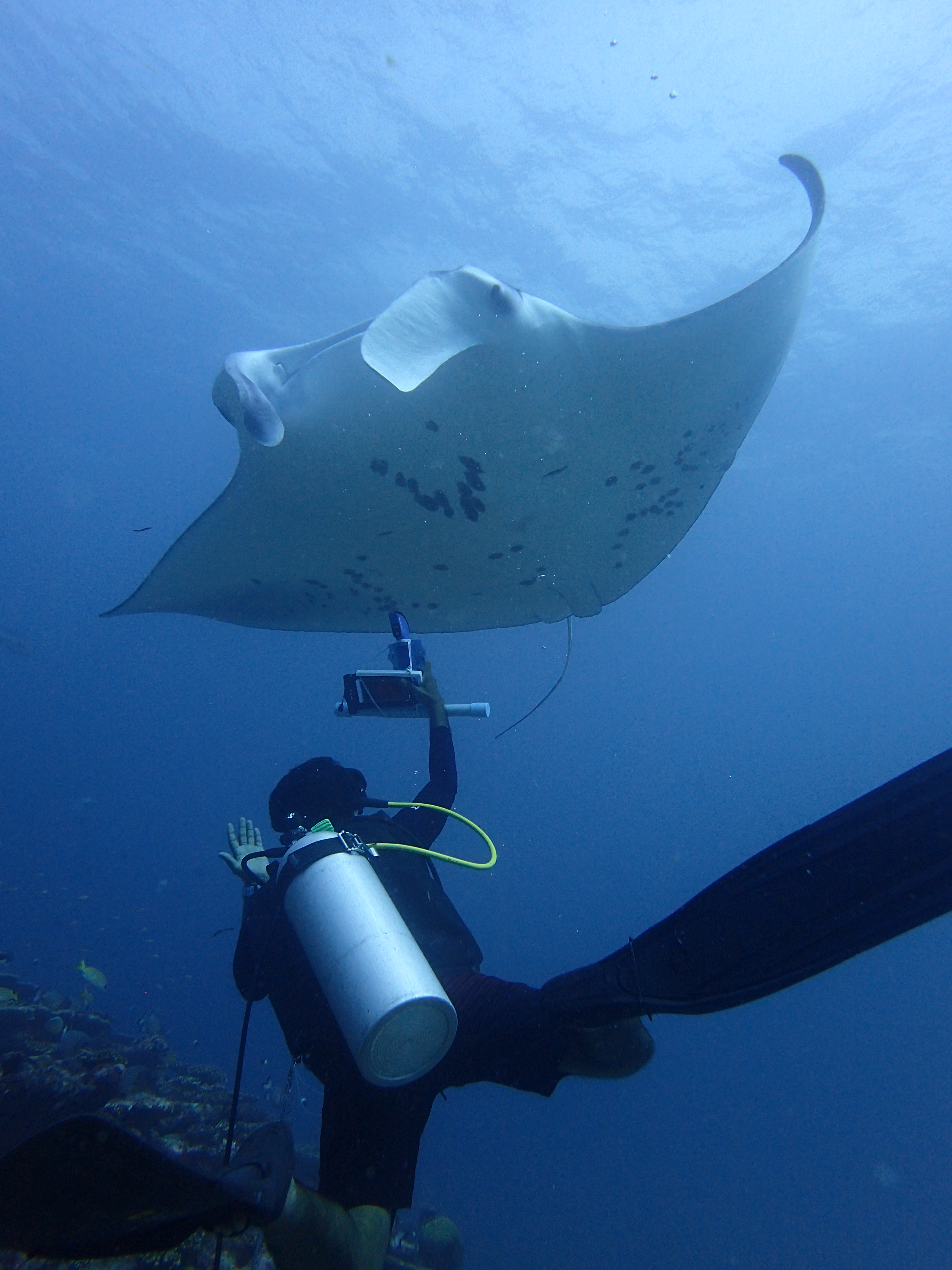Deep water ultrasound examination of free living reef manta rays to assess reproductive status
