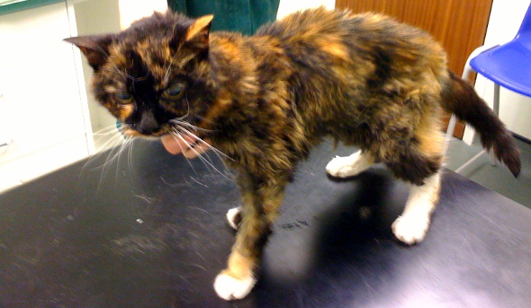 Old cat with hyperthyroid disease