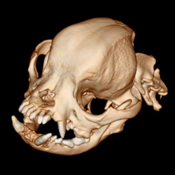 3D rendering of a pug from CT scans