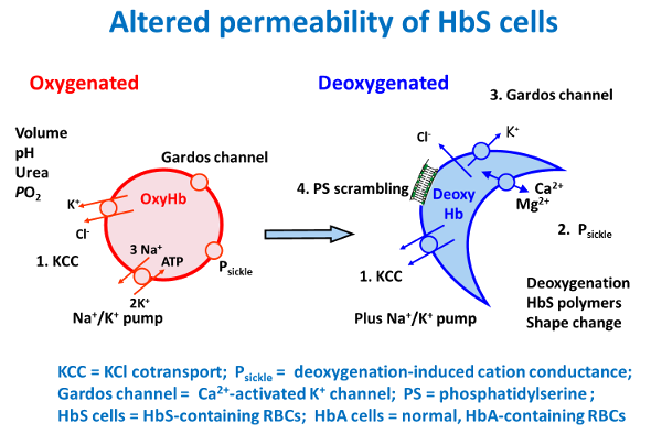 Altered permeability of HbS cells 