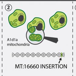 Selfish mitochondria in a canine transmissible cancer
